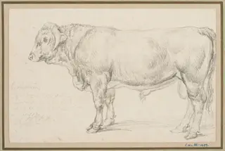 'Mr Cattisal's Shropshire Bull, by James Ward, 1834