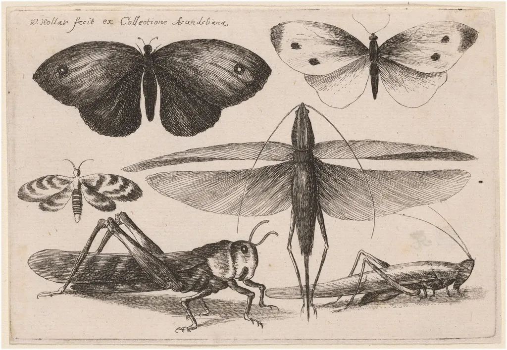 Six Insects, by Wenceslaus Hollar, ink, 1646