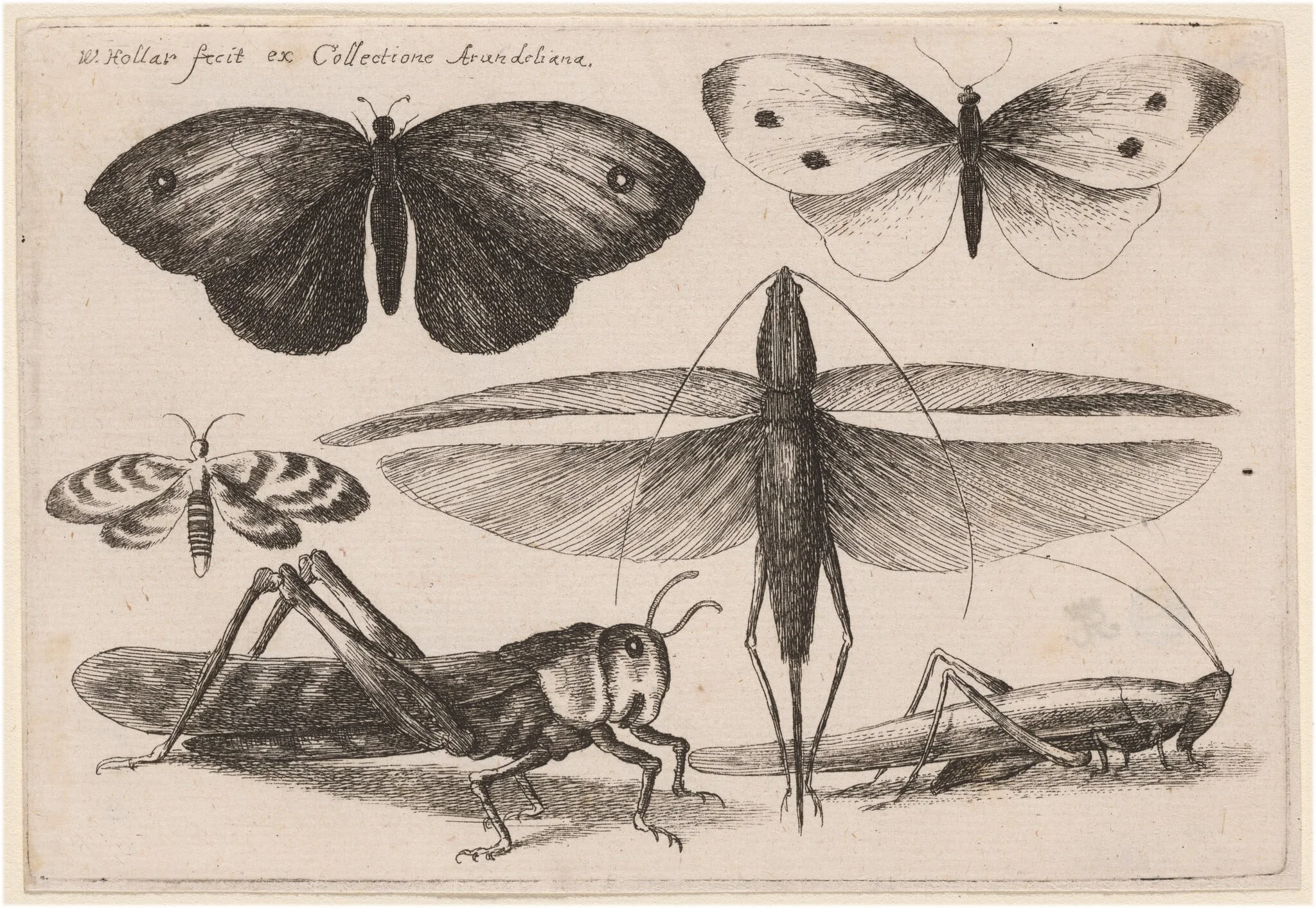 Six Insects, detail