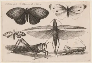 Six Insects, by Wenceslaus Hollar, ink, 1646