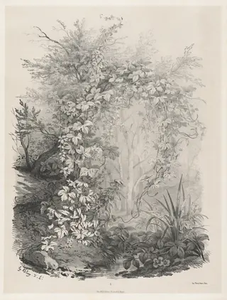 Plants and Ivies by a Stream, by Eugène Bléry, ink, 1848