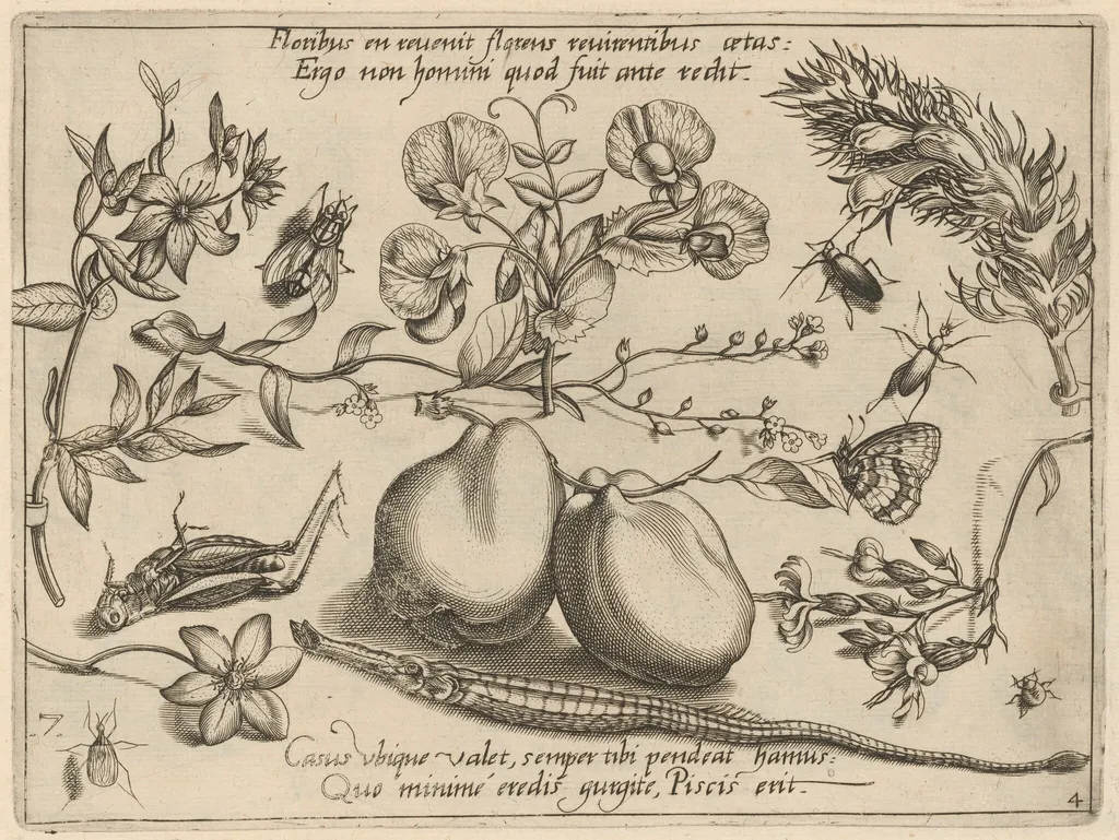 Archetypa studiaque patris Georgii Hoefnagelii [Part 4, Plate 7], by Jacob Hoefnagel, ink, 1592