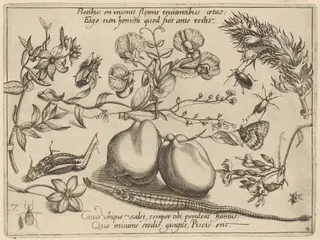 Archetypa studiaque patris Georgii Hoefnagelii [Part 4, Plate 7], by Jacob Hoefnagel, ink, 1592