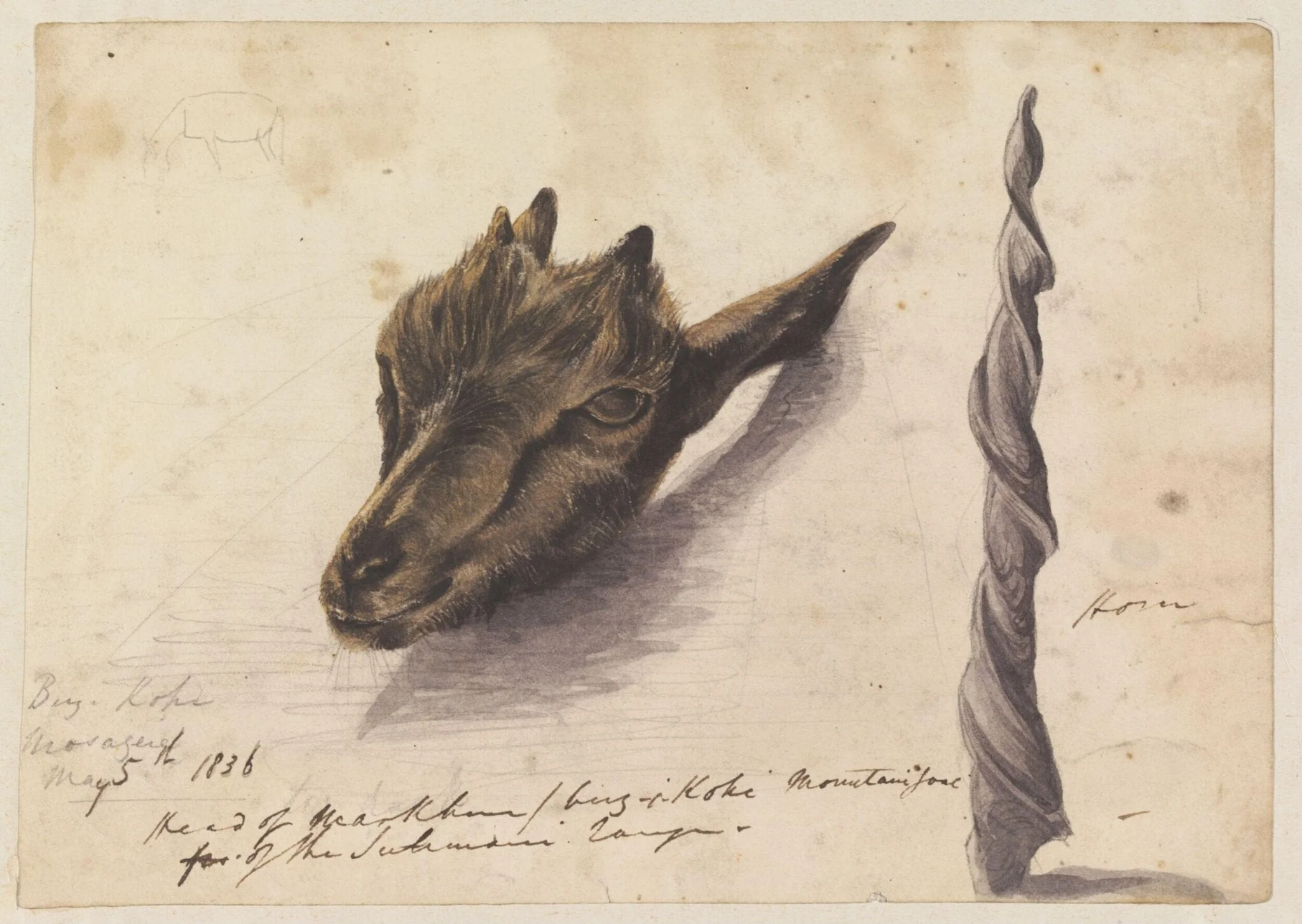 Head of Markhour/birz-i-Kohi[?] Mountain goat of the Sulimani range, detail