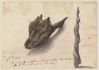 Head of Markhour/birz-i-Kohi[?] Mountain goat of the Sulimani range, by Godfrey Thomas Vigne, watercolor, 1836