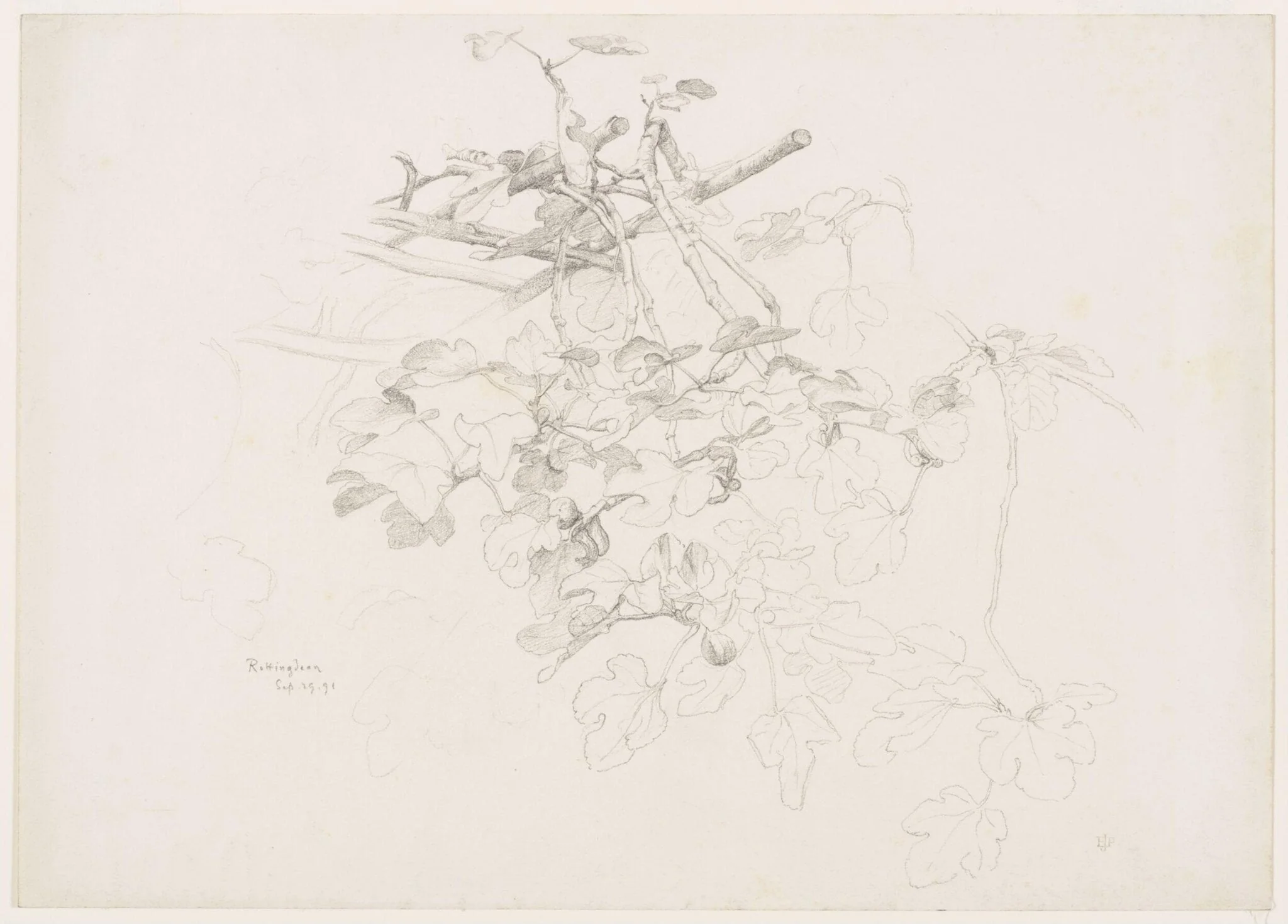 Studies of Flowers and Plants, 1876-1898, detail