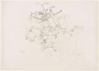 Studies of Flowers and Plants, 1876-1898, by Edward John, Sir Poynter, 19