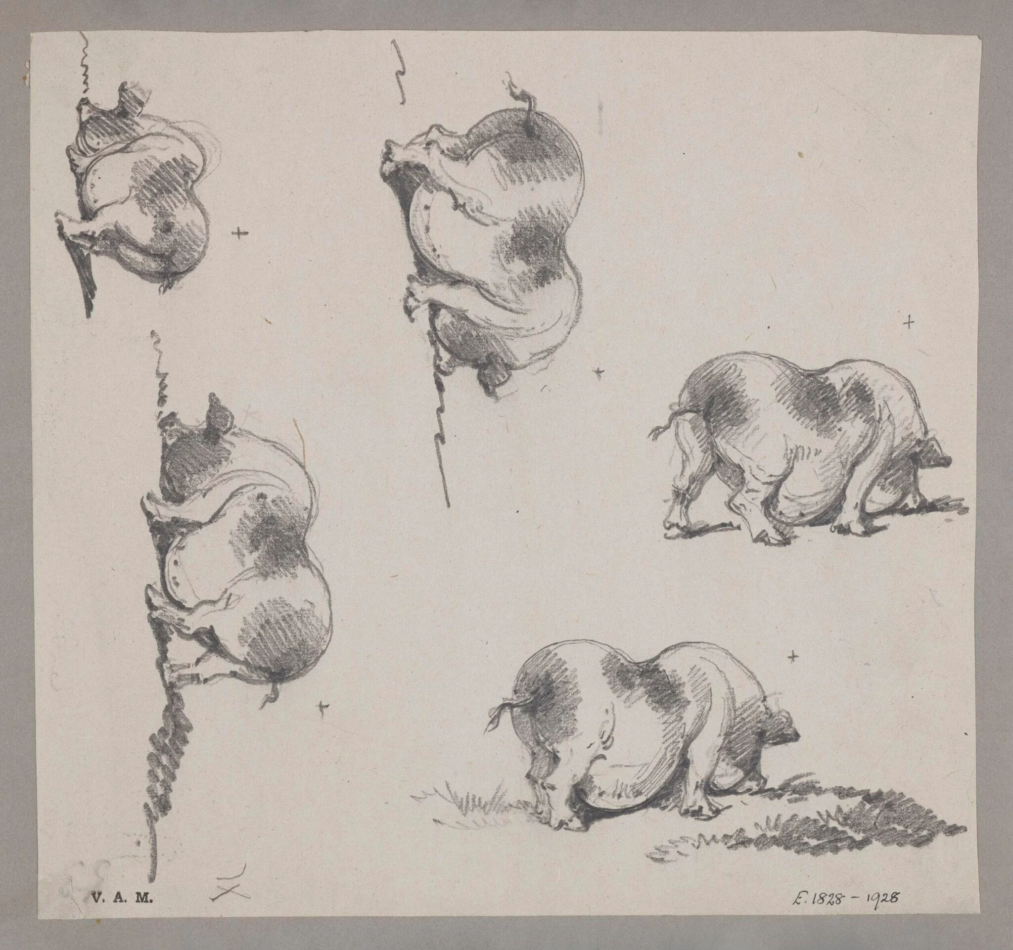 Five drawings of a pig, detail