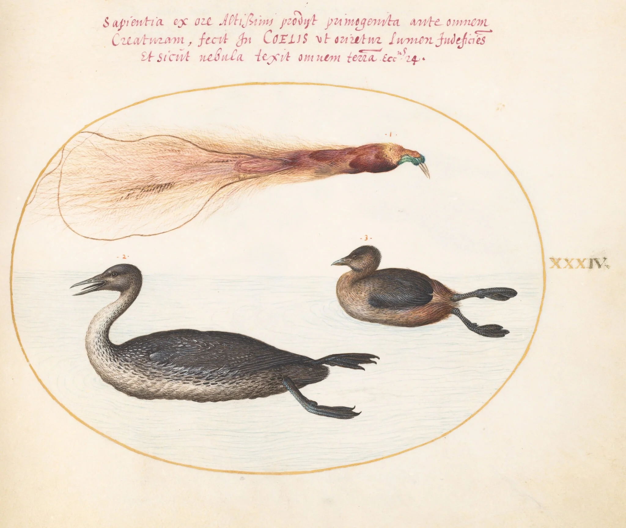 Plate 34: Bird of Paradise with Mereganser(?) and Grebe(?), detail
