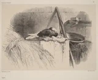 Pigeon, by Karl Bodmer, ink, 1851