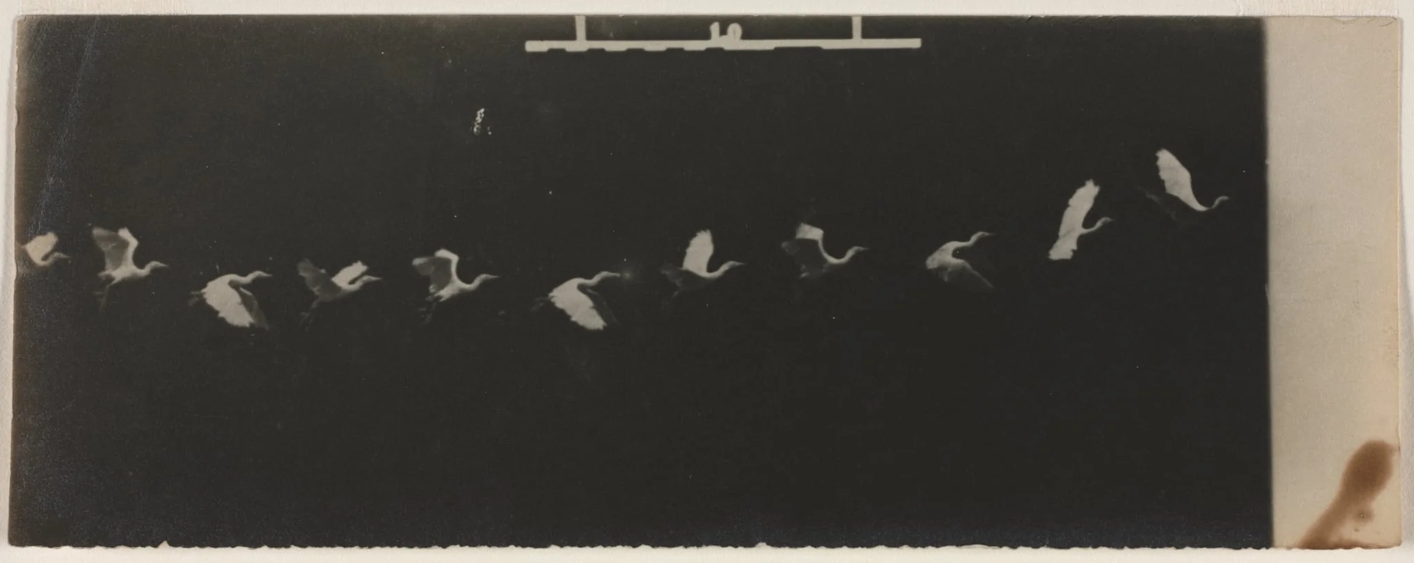 Chronophotograph of a Flying Heron, detail
