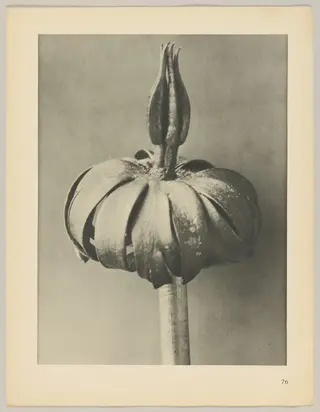 Eranthis cilicica, by Karl Blossfeldt, 1928