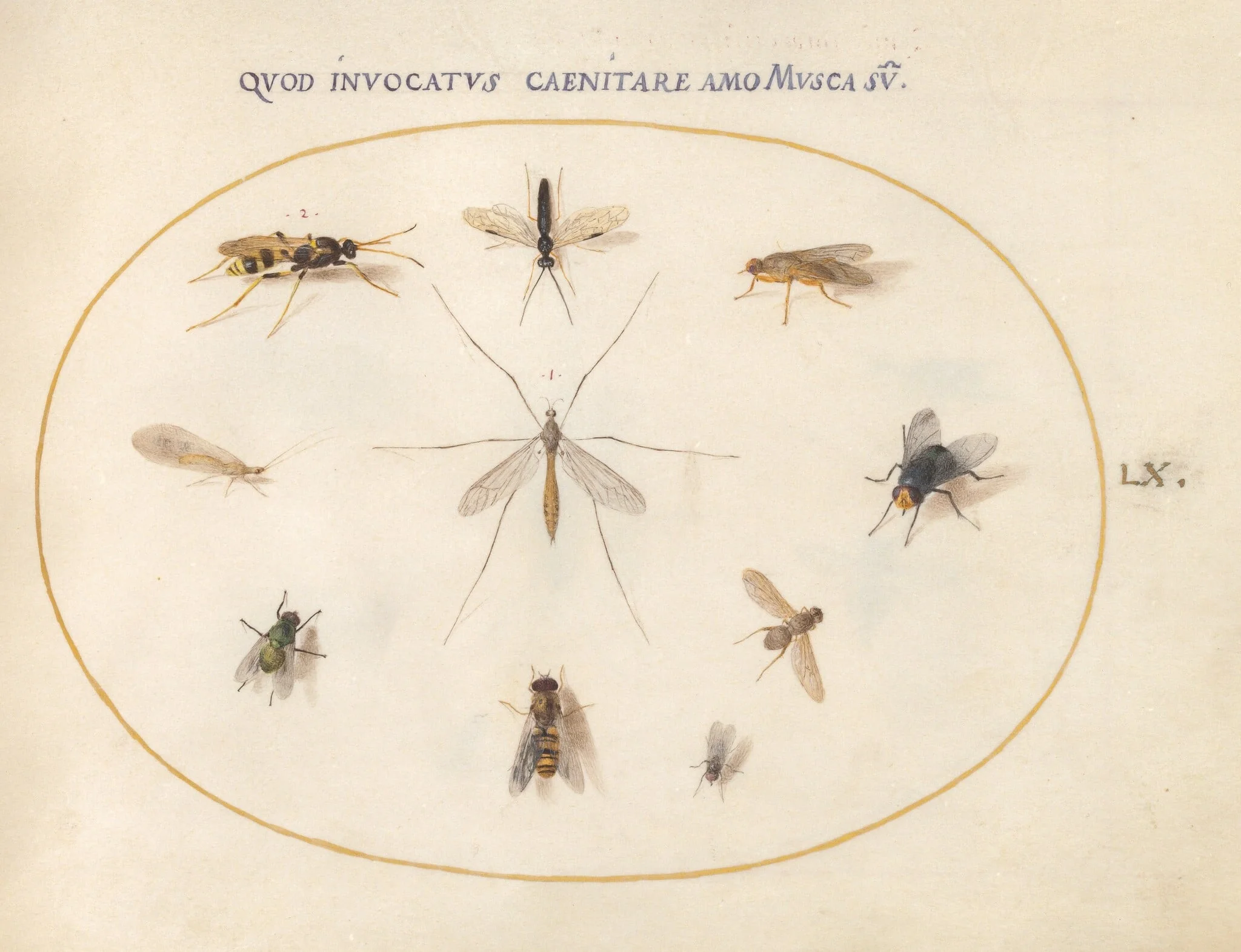 Plate 60: Flies and Other Insects, detail