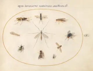 Plate 60: Flies and Other Insects, by Joris Hoefnagel, gouache, 1594