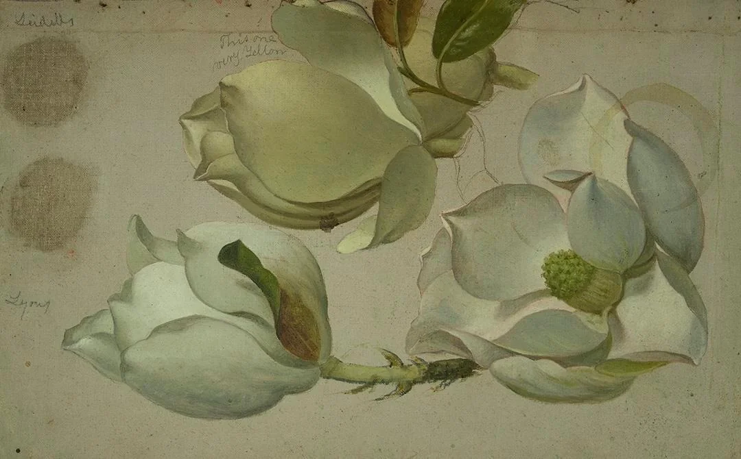 Study of Three Magnolia Blossoms, detail