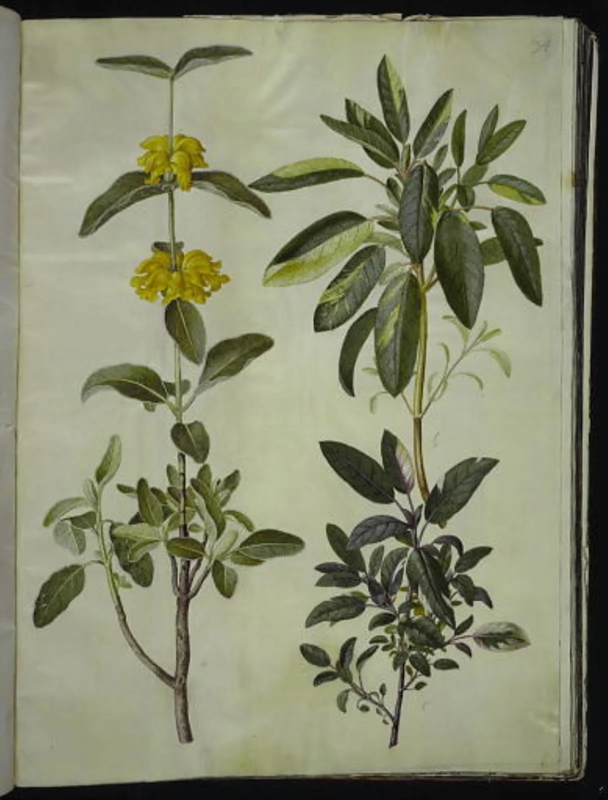 Phlomis fruticosa (almindelig løvehale); Salvia officinalis (læge-salvie), detail