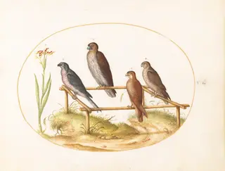 Plate 7: Four Birds of Prey on a Wooden Frame, by Joris Hoefnagel, gouache, 1594