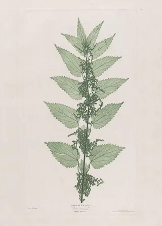 Great Nettle, by Bradbury & Evans, 1854