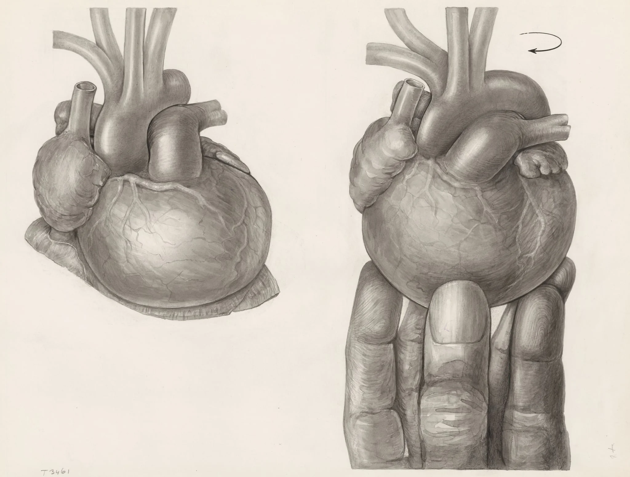 Two hearts, one being rotated by a hand, detail