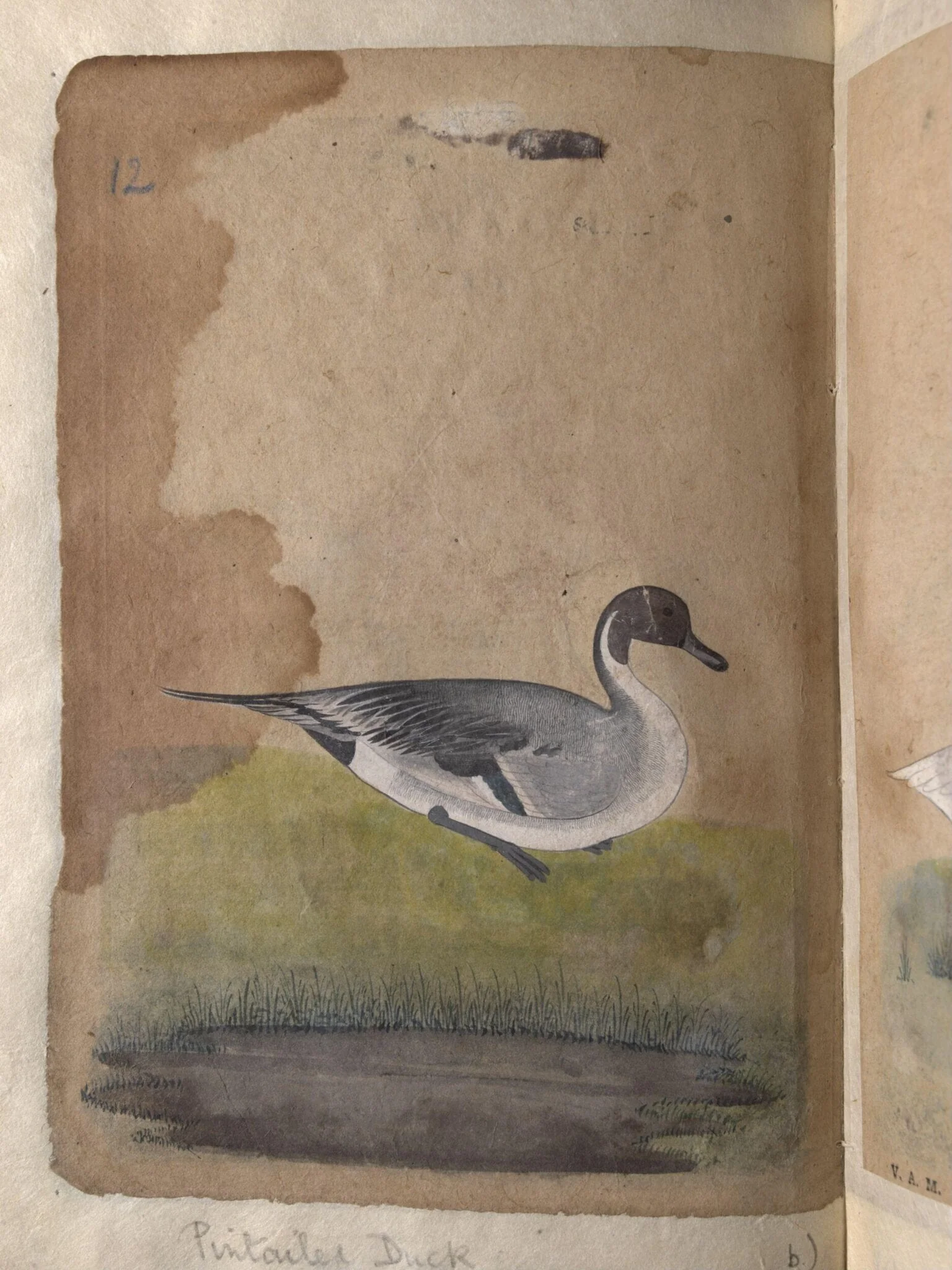 Depictions of a Gadwall duck and Pintailed duck of Northern India, detail