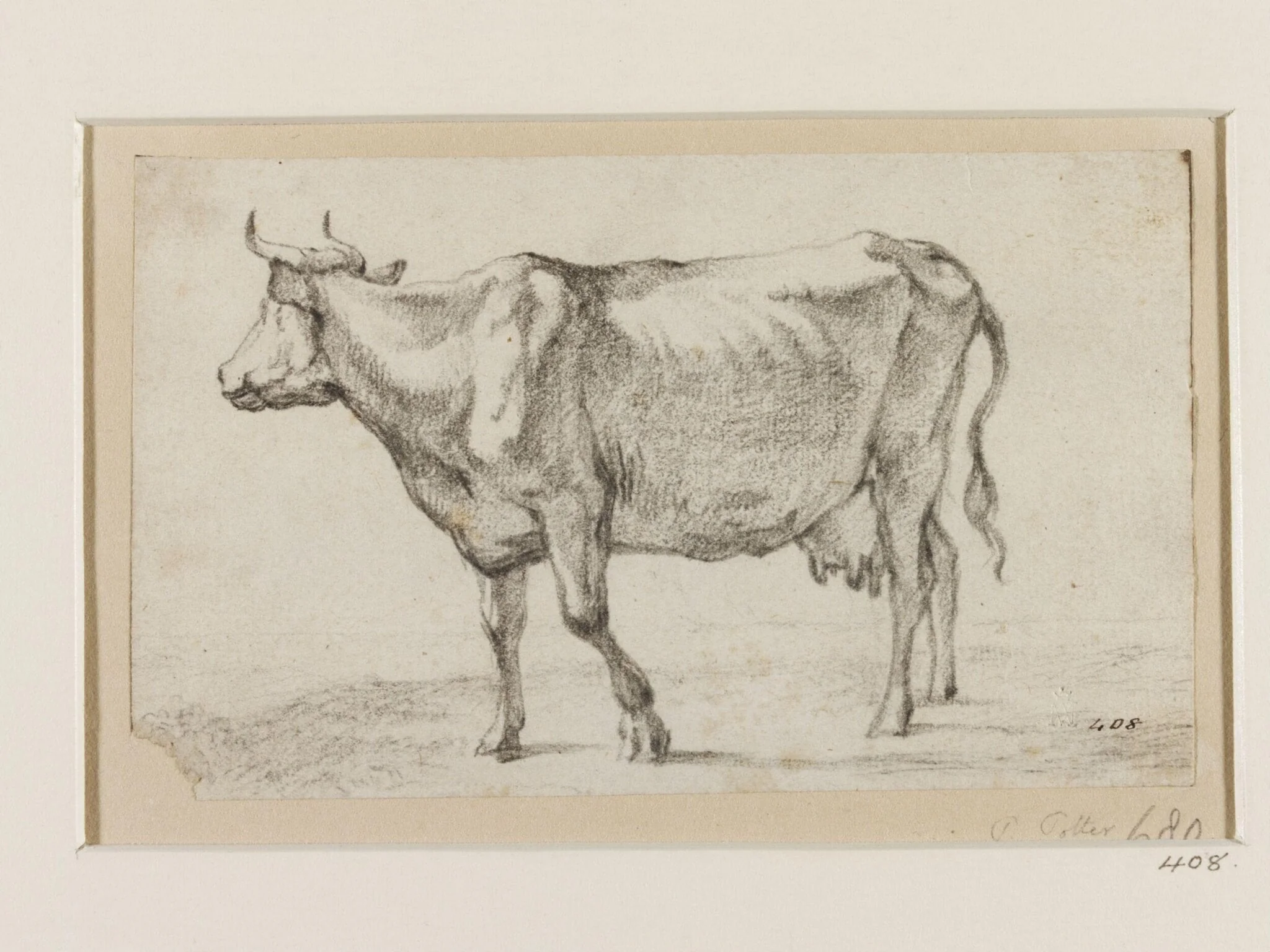 Cow Facing Left, with its Head Raised and Looking Up to the Right, detail