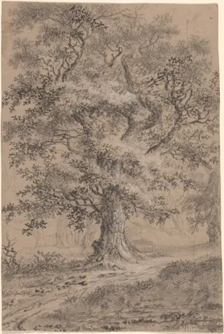 A Leafy Oak by a Woodland Path, by Johann Caspar Huber, graphite, 1784