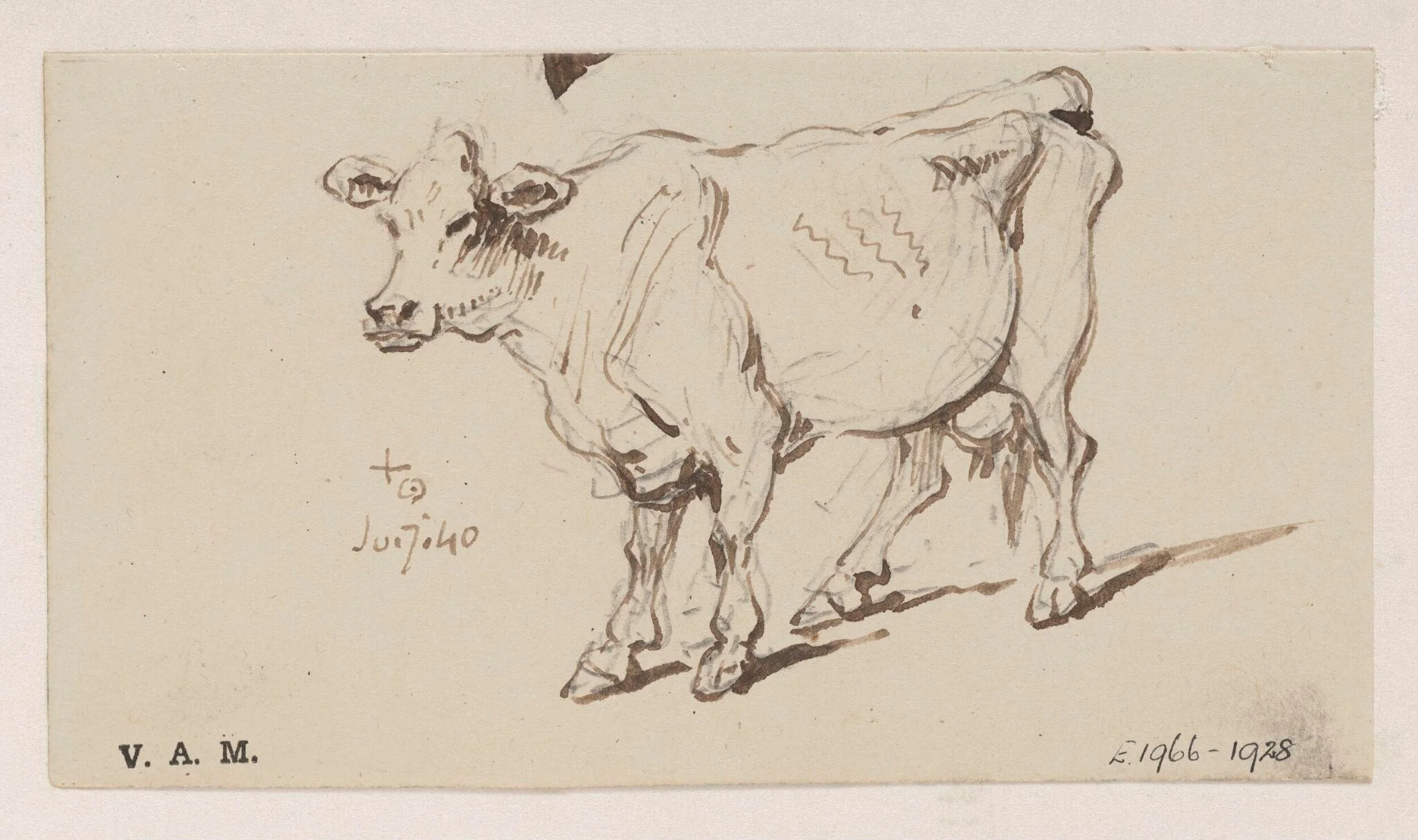 A standing cow, detail