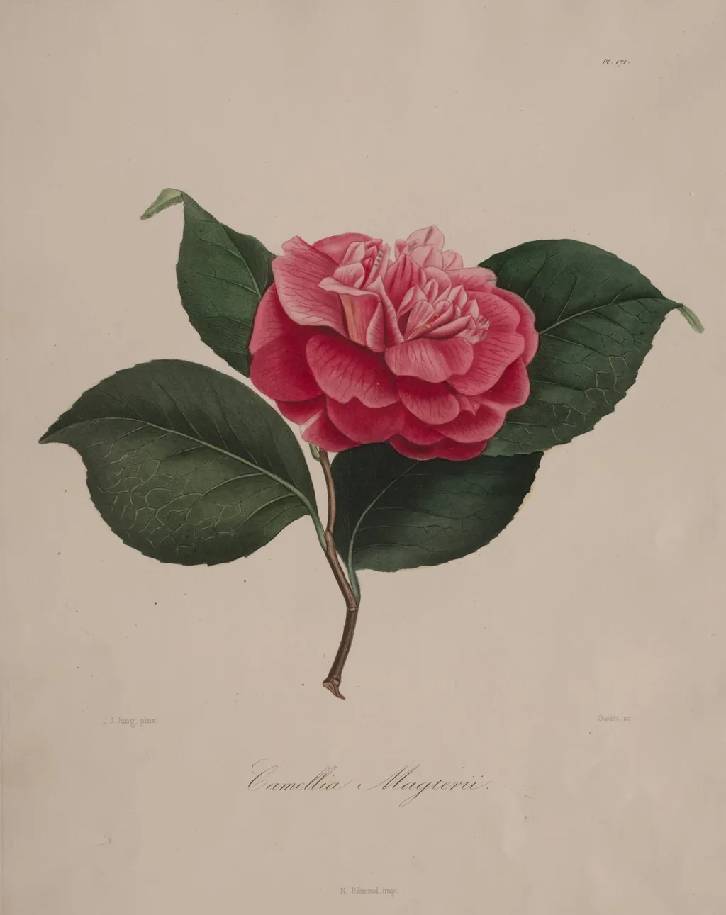 Iconographie du genre camellia: No. 171, by Abbé Laurent Berlèse, 1841