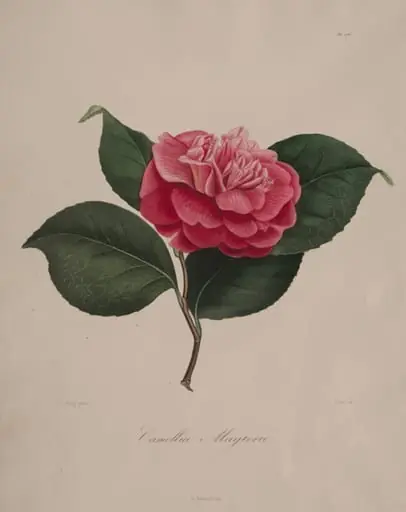 Iconographie du genre camellia:  No. 171, by Abbé Laurent Berlèse