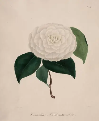 Iconographie du genre camellia:  No. 194, by Abbé Laurent Berlèse