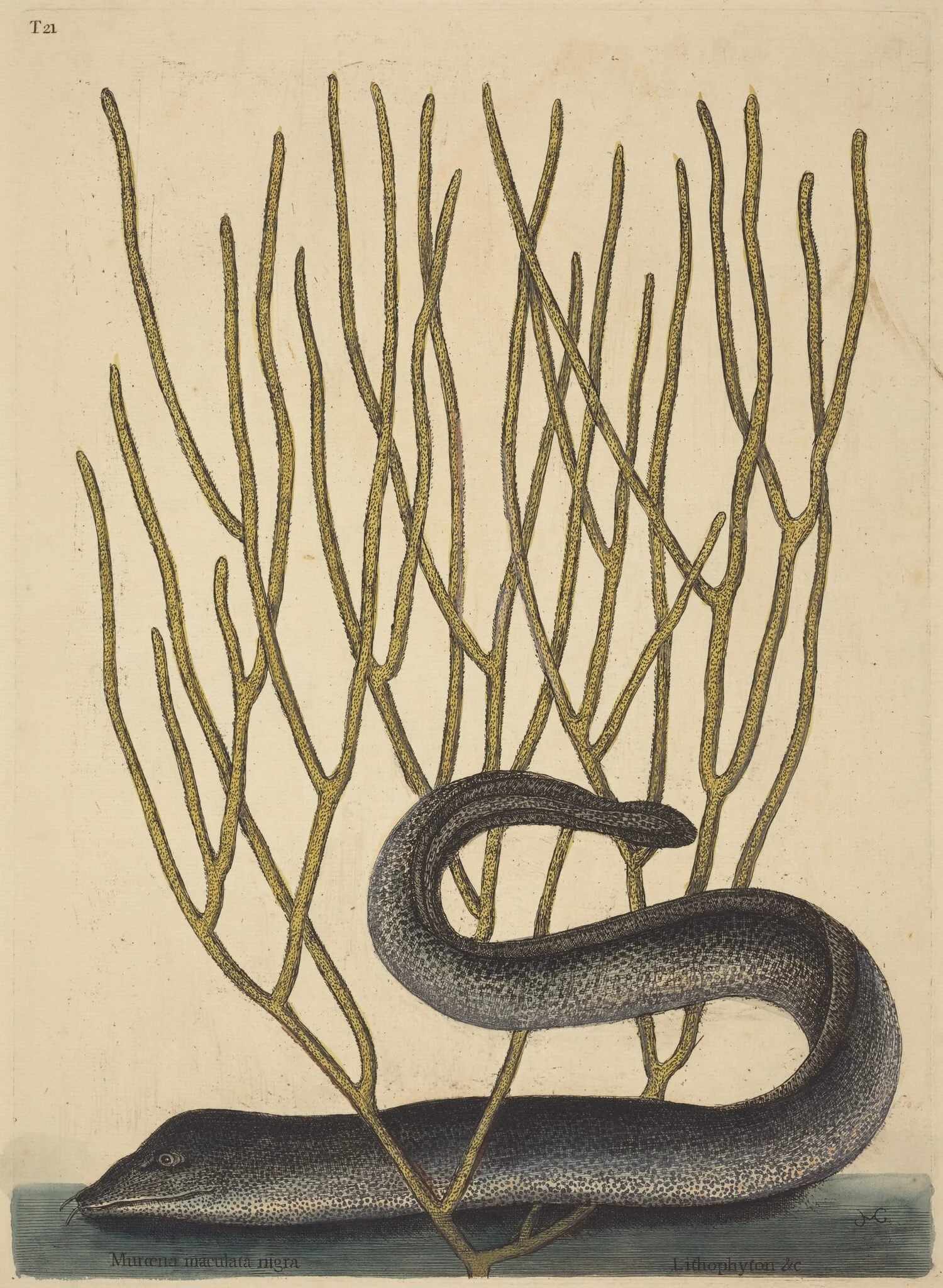 The Black Muray (Muraenae helenae varietas), detail