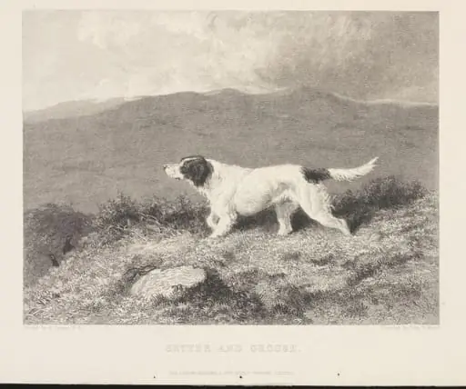 Setter and Grouse, by Abraham Cooper
