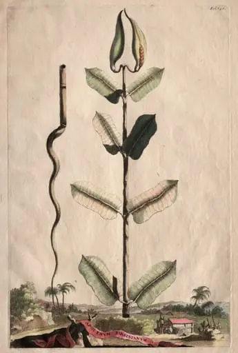 Phytographia Curiosa: Apocynum Virginianum, by Abraham Munting
