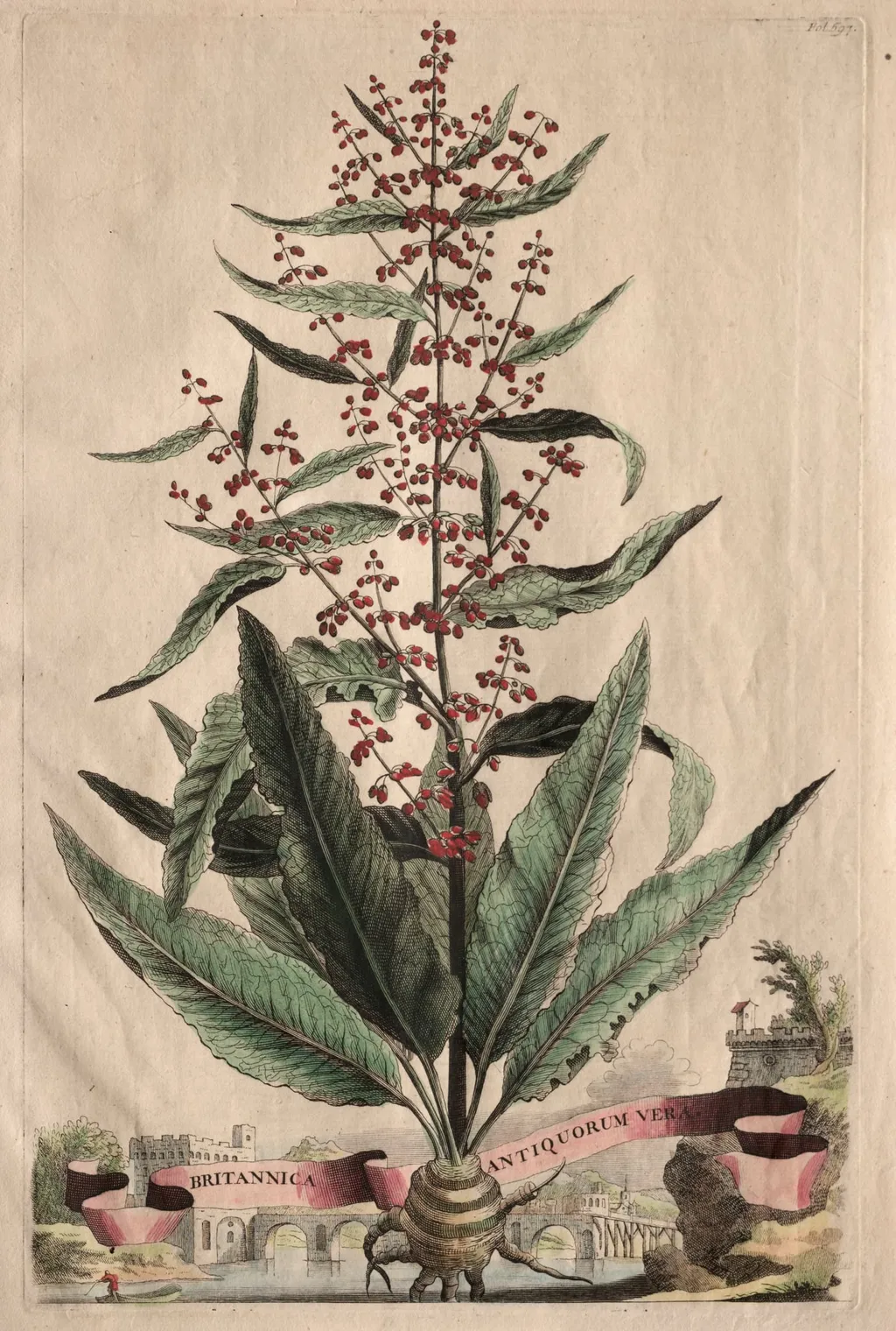 Phytographia Curiosa: Britannica Antiquorum Vera, by Abraham Munting, 1667