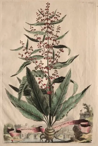 Phytographia Curiosa:  Britannica Antiquorum Vera, by Abraham Munting