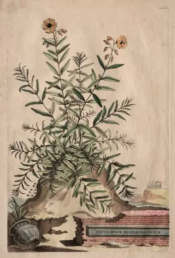 Phytographia Curiosa:  Cistus Minor Rosmarini-Folius, by Abraham Munting