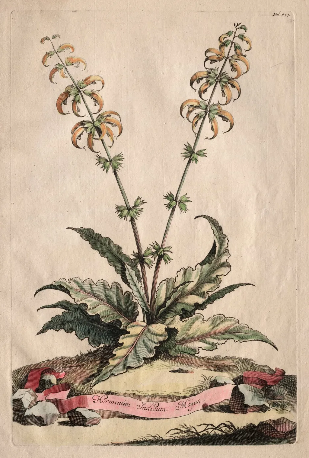 Phytographia Curiosa: Horminum Indicum Majus, by Abraham Munting, 1667