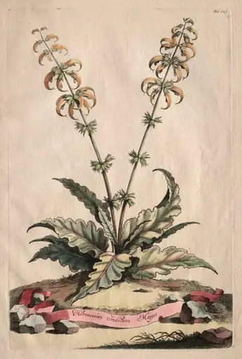 Phytographia Curiosa: Horminum Indicum Majus, by Abraham Munting