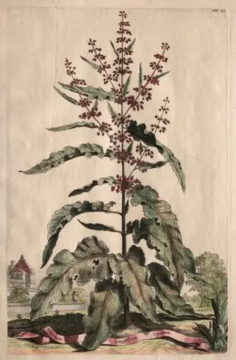 Phytographia Curiosa: Lapathum Longifolium Crispum, by Abraham Munting