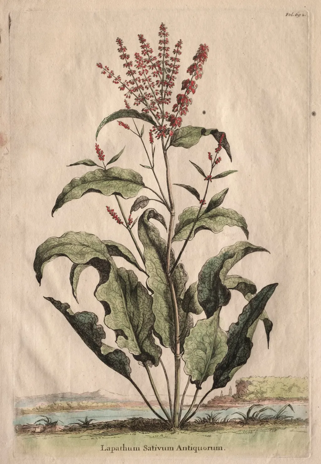 Phytographia Curiosa: Lapathum Sativum Antiquorum, by Abraham Munting, 1667