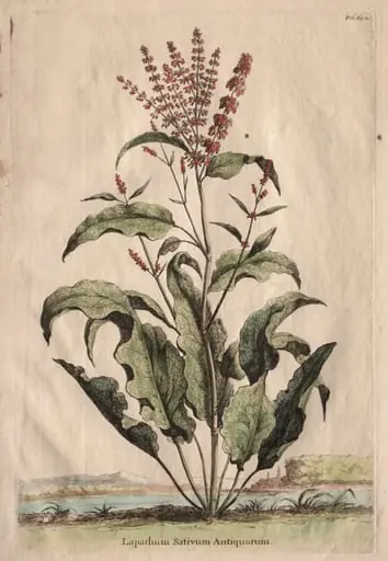 Phytographia Curiosa:  Lapathum Sativum Antiquorum, by Abraham Munting