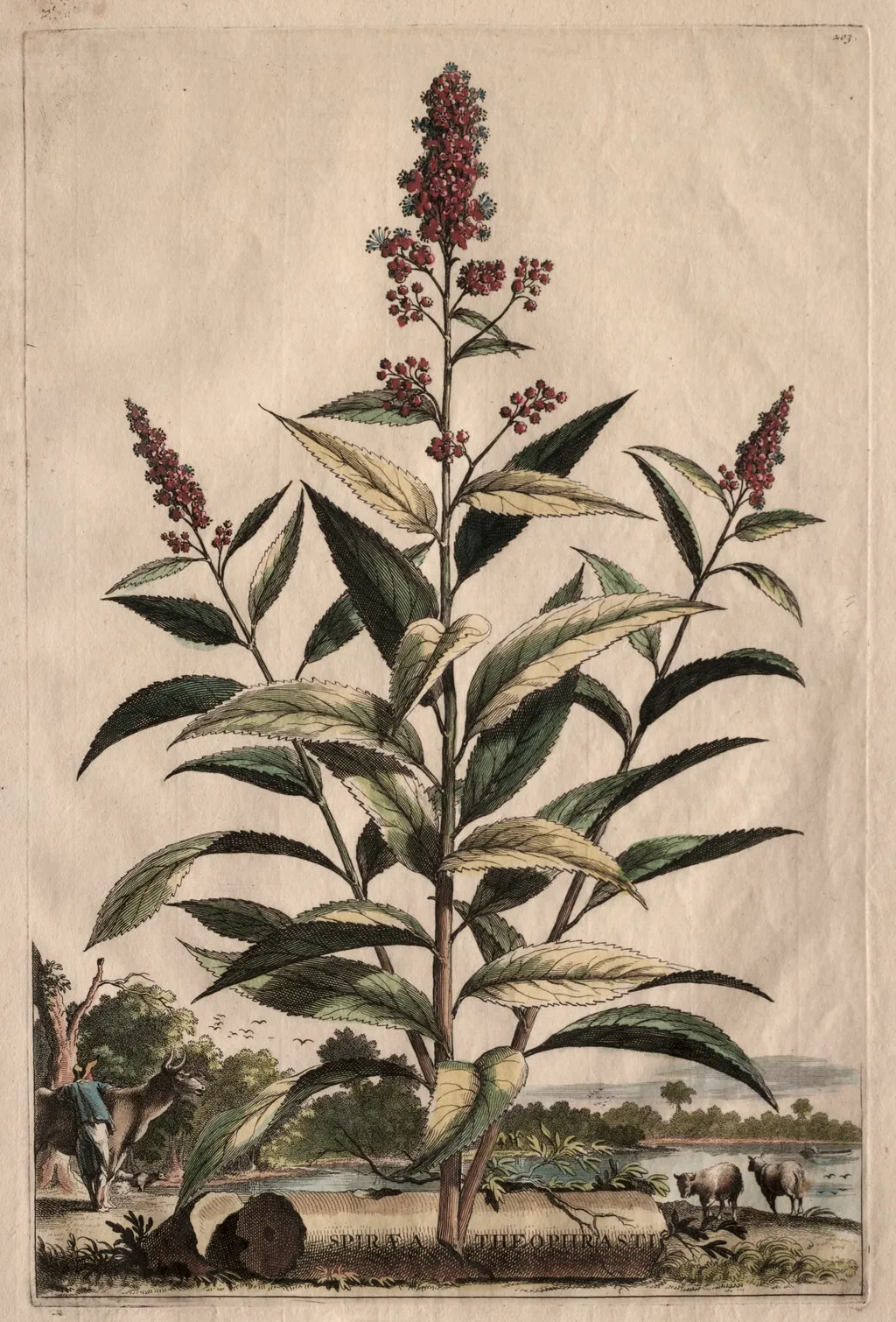 Phytographia Curiosa: Spiraea Theophrasti, by Abraham Munting, 1667