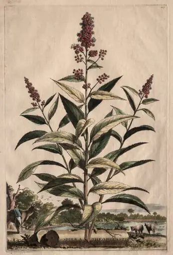 Phytographia Curiosa: Spiraea Theophrasti, by Abraham Munting