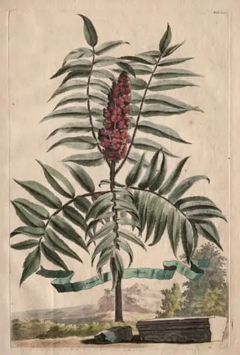 Phytographia Curiosa:  Sumach Arbor, by Abraham Munting