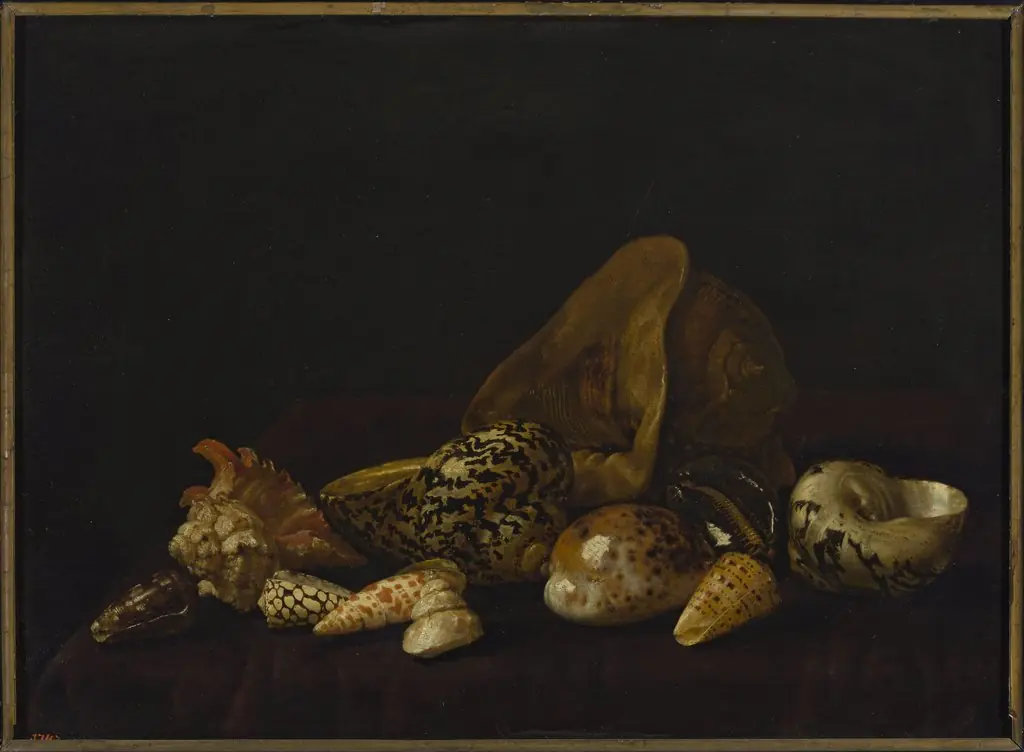 Seashells in a purple tapestry, by Abraham van Calraet