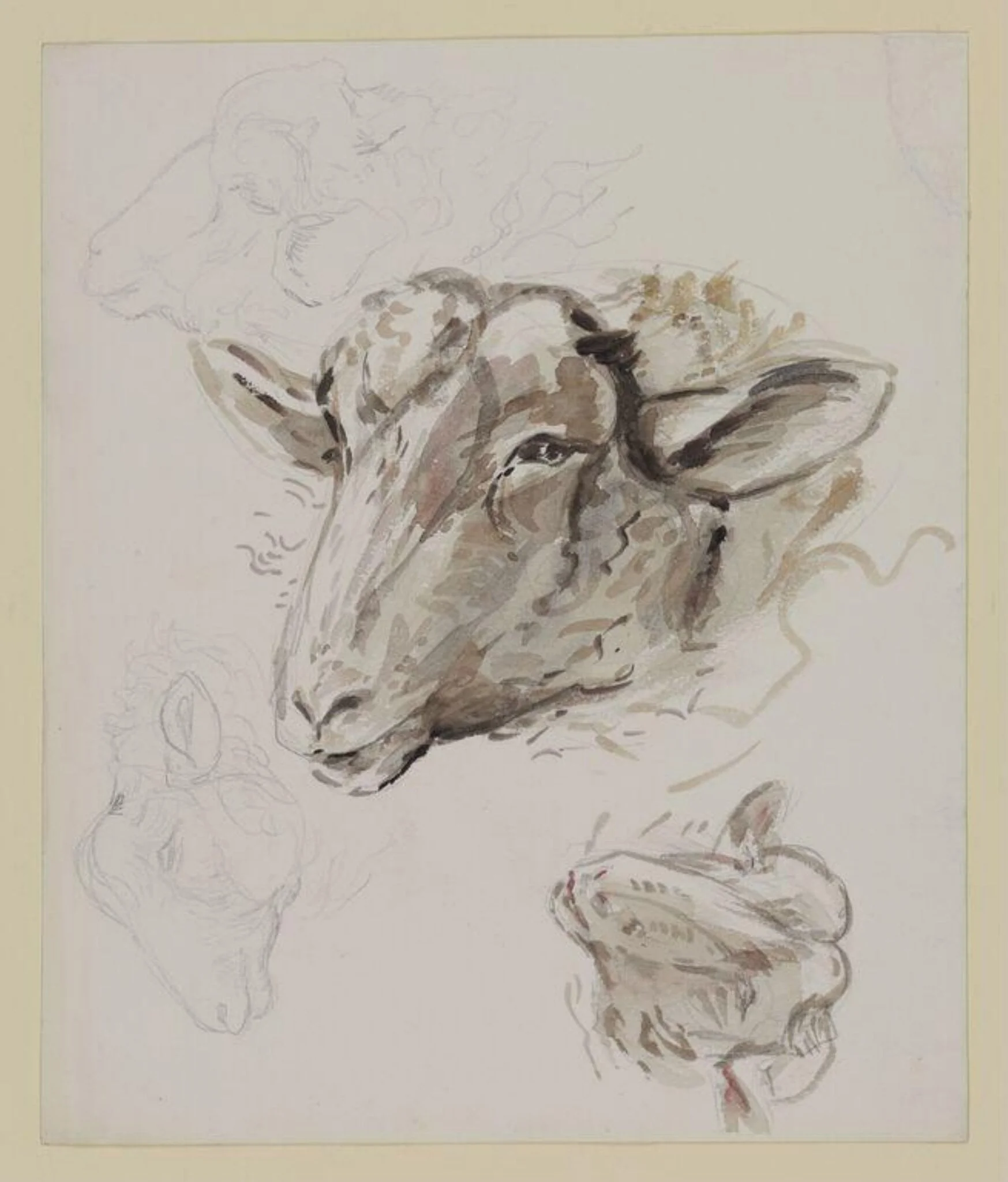 Studies of a sheep's head, detail