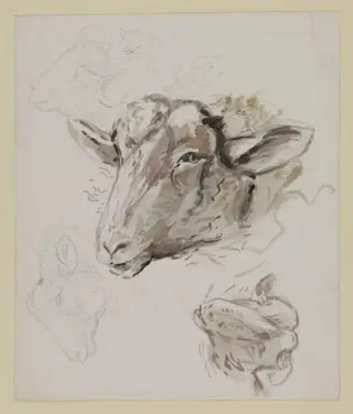 Studies of a sheep's head, by Beatrix Potter, watercolor, 1909