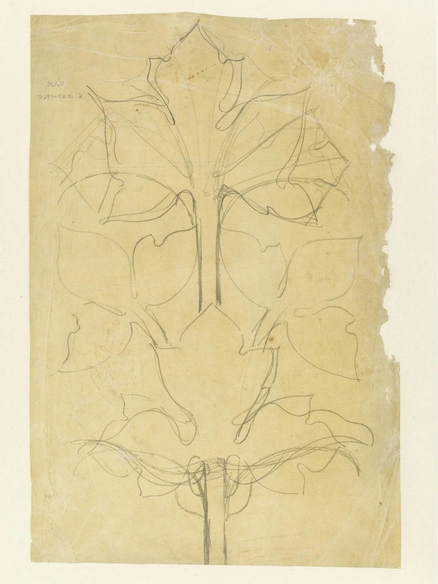 Drawing of leaves, detail