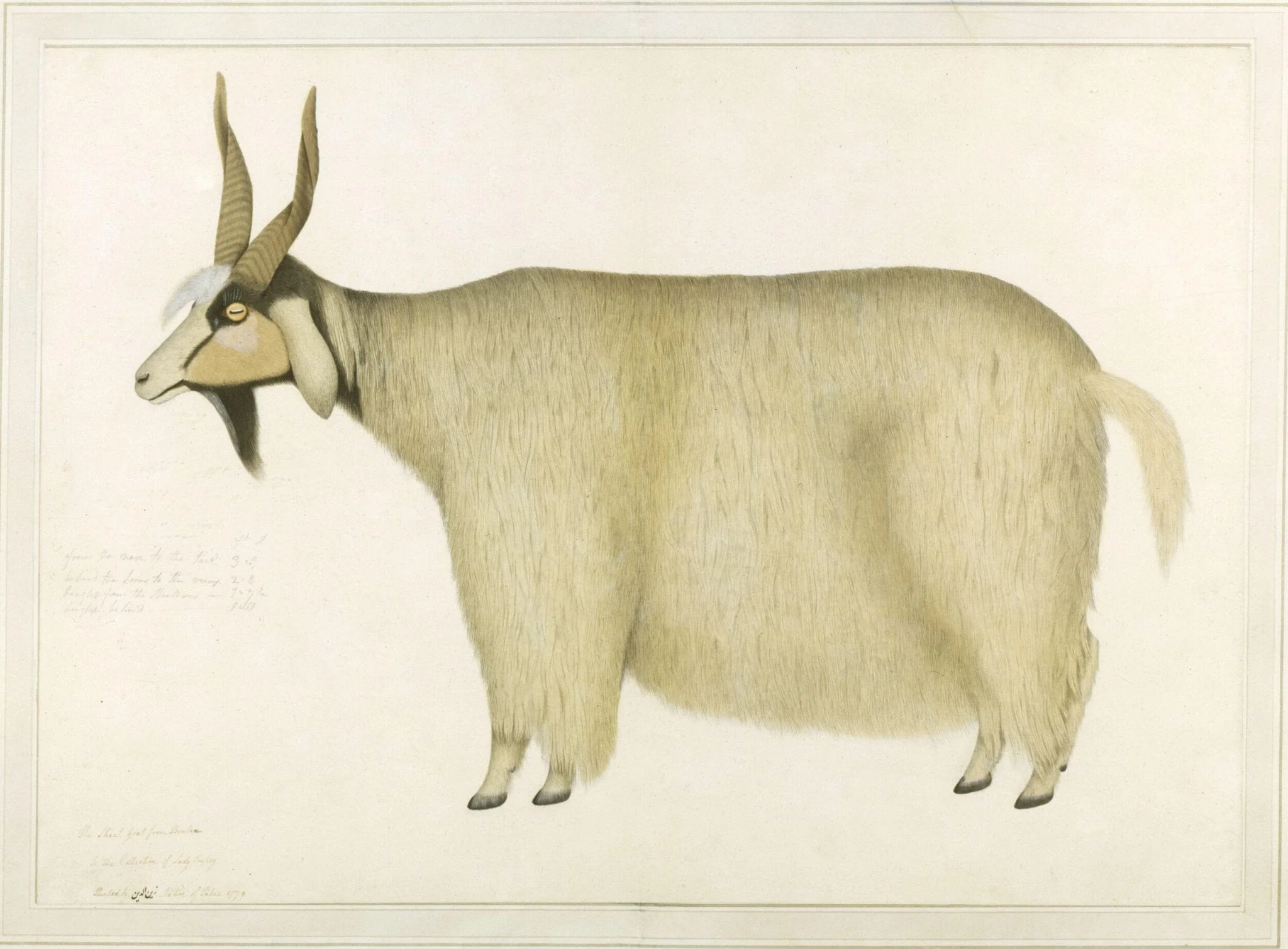 A Shawl goat, detail