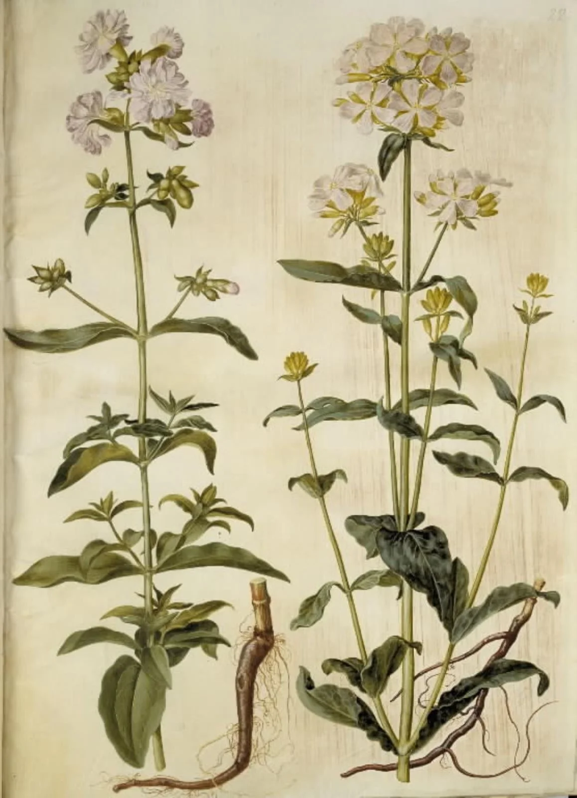 Saponaria officinalis (almindelig sæbeurt), detail